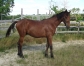 LIAM-MAYBE-par-TITAN-D---OCCAGNES-2