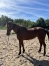 Cede-pouliniere-par-Bold-Eagle-1