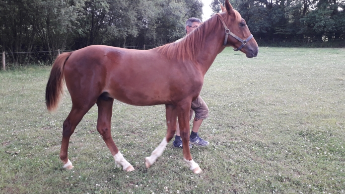 YEARLING-MALE-L-PAR-VILLEROI