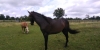 Poulain-K-0