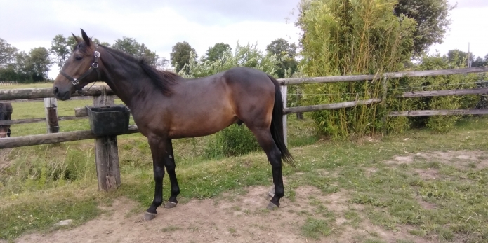 poulain-K-1