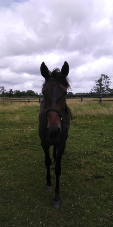 poulain-K-0