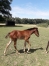 Association-Part-25--foal-0
