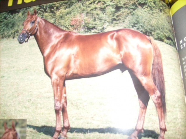 Saillie-2022-Etalon-Trotteur-LAETENTER-DIEM