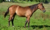 vends-pouliche-L-par-quaker-jet-x-sam-bourbon-1
