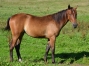 vends-pouliche-L-par-quaker-jet-x-sam-bourbon-0