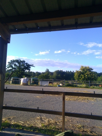Propose-place-pour-juments-ou-poulains-1