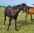 vends-LOUPIOT-DU-CALICE-2
