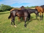 vends-LOUPIOT-DU-CALICE-1