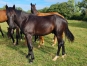vends-LOUPIOT-DU-CALICE-0
