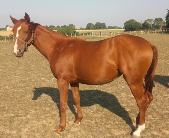 FEMELLE-ALEZANE-DE-3-ANS-PAR-QUALMIO-DE-VANDEL-0