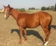 FEMELLE-ALEZANE-DE-3-ANS-PAR-QUALMIO-DE-VANDEL-0