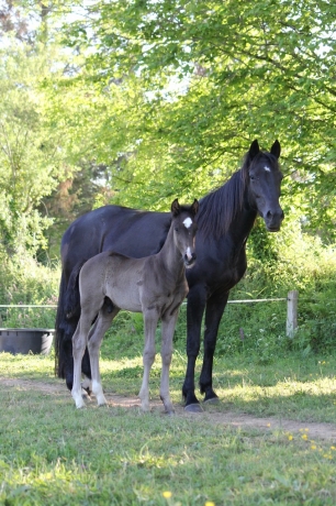 Foals-M-en-parts-ou-totalite-1