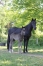 Foals-M-en-parts-ou-totalite-1
