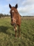 Vends-TERENTIA-(pleine)-0