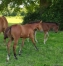 Poulain-QUAKER-JET-0