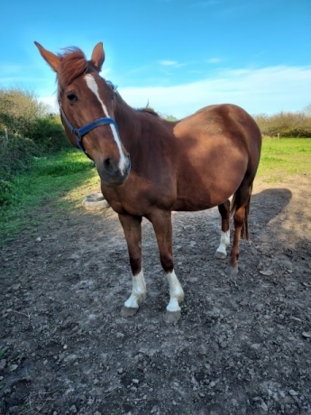 Trotteur