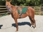 jolie-pouliche-de-3-ans-2
