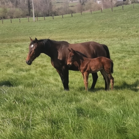 Recherche-option-ou-foals-sharing-saison-2023-0