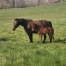Recherche-option-ou-foals-sharing-saison-2023-0