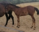 Poulain-d---un-Amour-D---Haufor-1