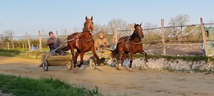 KARLITO-CAMPA-TRES-JOLI-CHEVAL-a-LOUER-ou-a-vendre