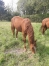 Superbe-poulains-1