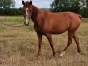FEMELLE-ALEZANE-DE-3-ANS-PAR-QUALMIO-DE-VANDEL-1