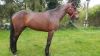 J-qualifiee-inedite-avec-potentiel-1