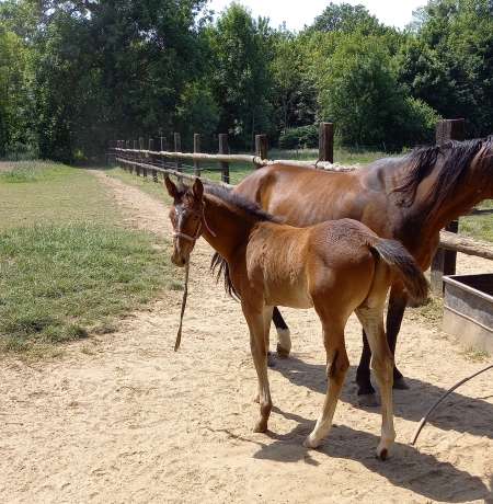 Foals-male-femelle-2