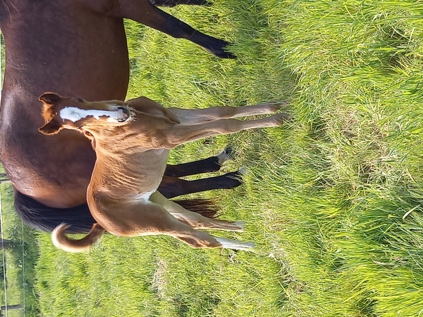 Foals-male-femelle-1