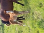 Foals-male-femelle-1