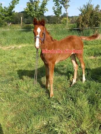 Foals-male-femelle-0
