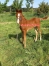 Foals-male-femelle-0