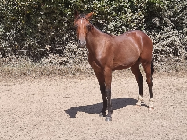 LORD-NILREM-(QUARO)-1