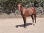 LORD-NILREM-(QUARO)-1