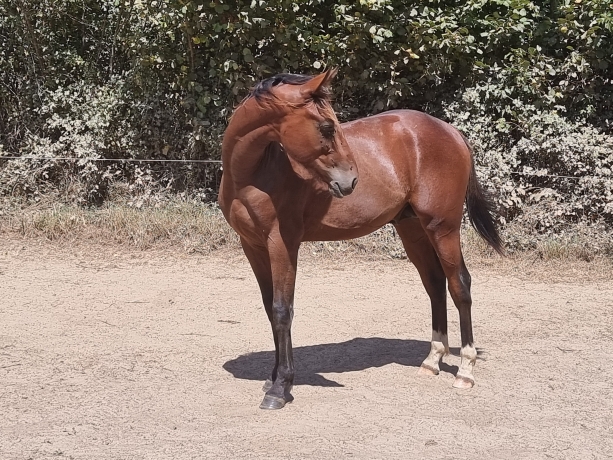 LORD-NILREM-(QUARO)-0