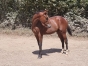 LORD-NILREM-(QUARO)-0