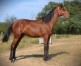 L-male-par-Prince-Gede-x-Love-you-1