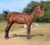 L-male-par-Prince-Gede-x-Love-you-0