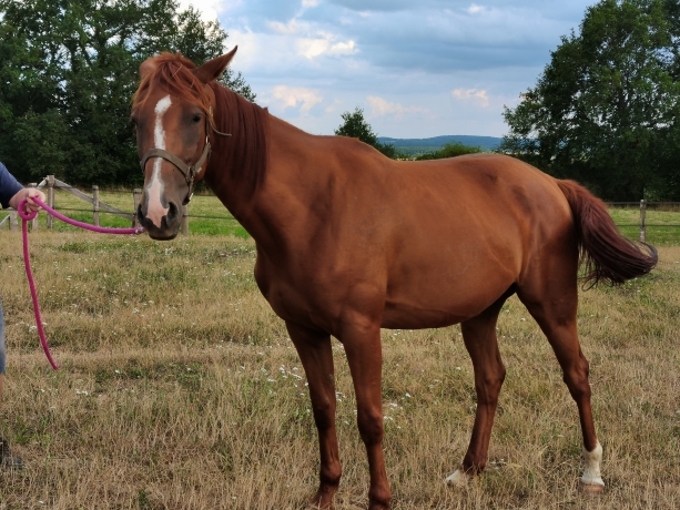FEMELLE-ALEZANE-DE-3-ANS-PAR-QUALMIO-DE-VANDEL-POUR-LOISIR-0