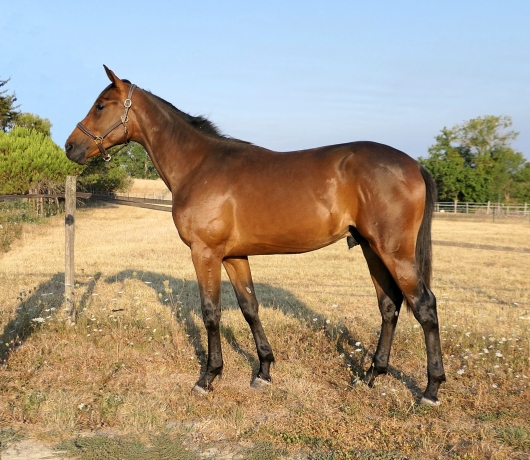 Vend-yearling-par-Orlando-Vici-2