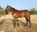 Vend-yearling-par-Orlando-Vici-2