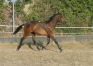 Vend-yearling-par-Orlando-Vici-1