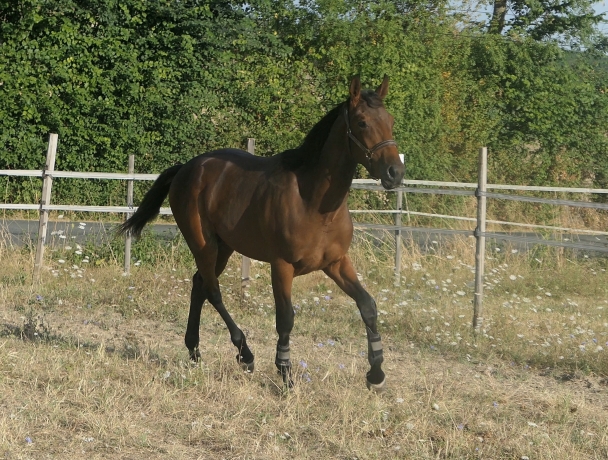 Vend-yearling-par-Orlando-Vici-0