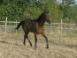 Vend-yearling-par-Orlando-Vici-0