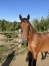 Cede-poulain-1-an-1