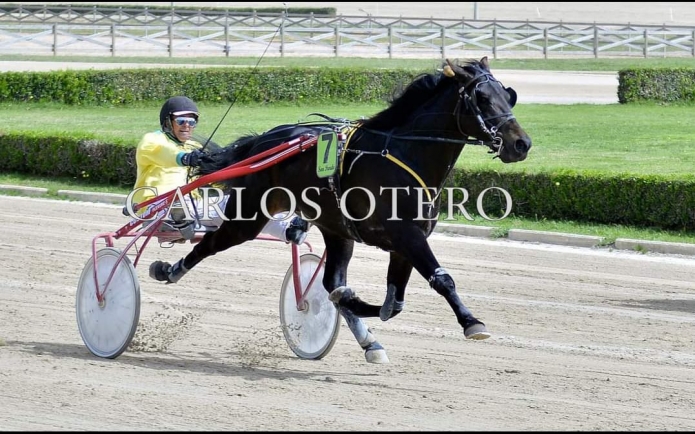 cheval-majorquin-trot-pret-a-aourir