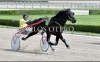 cheval-majorquin-trot-pret-a-aourir-1