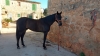 cheval-majorquin-trot-pret-a-aourir-0